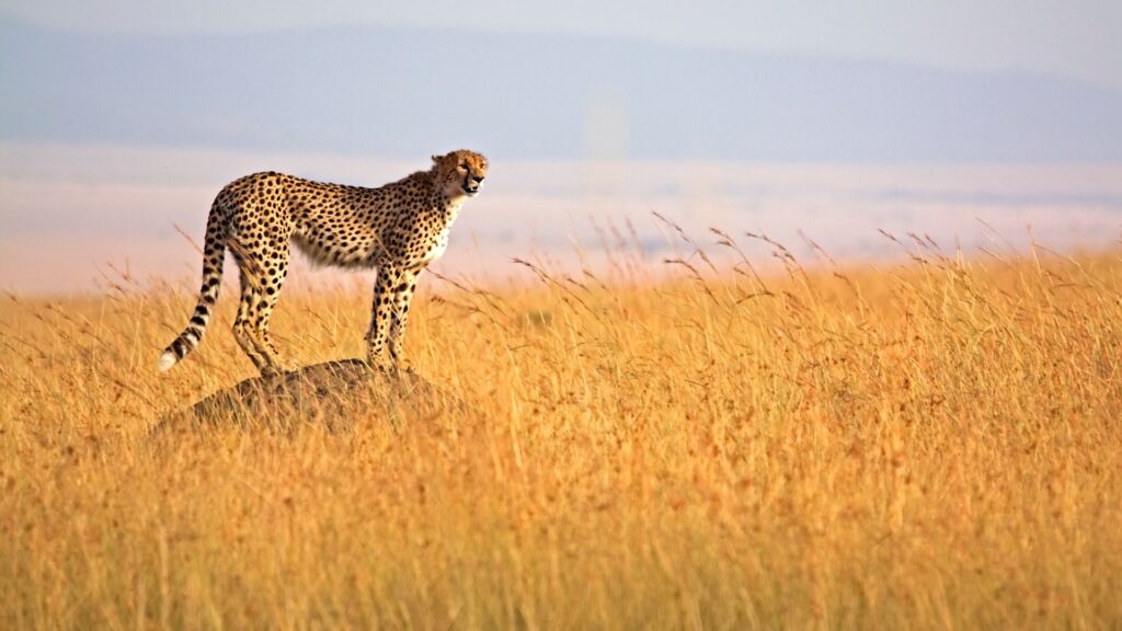 Africa-Kenya-Masai-Mara-Cheetah