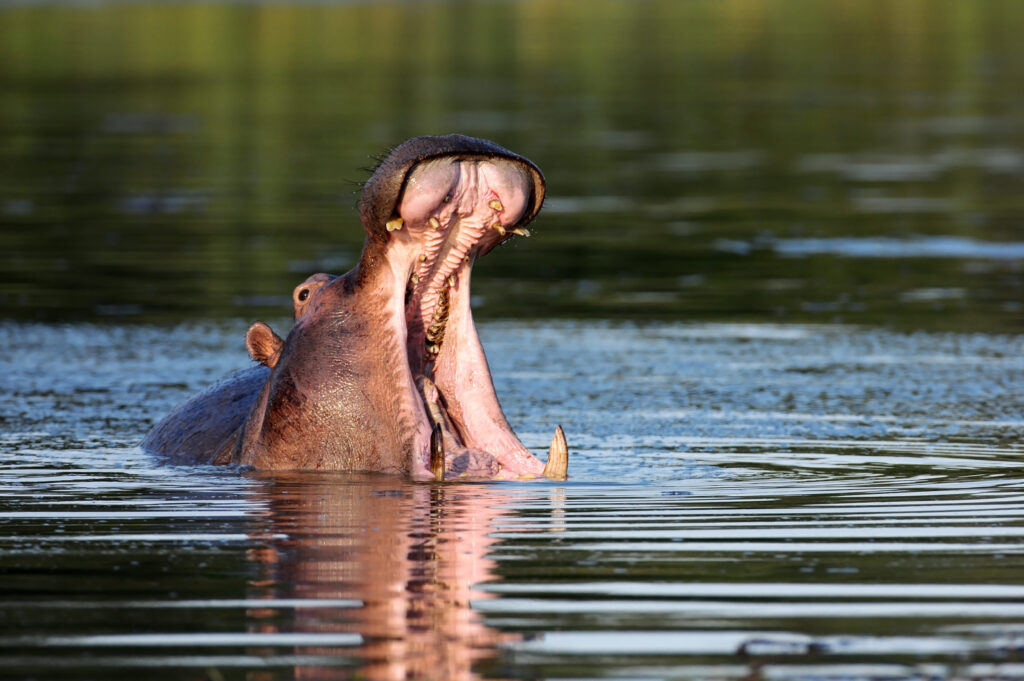 Hippopotamus