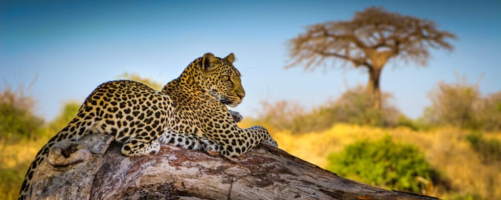 Ruaha National Park