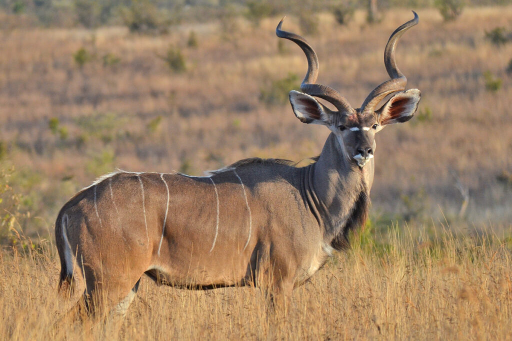 Ruaha National Park