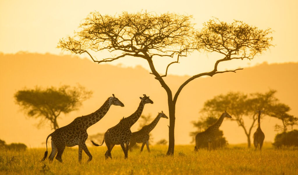 Serengeti National Park