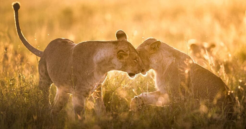 The Maasai Mara