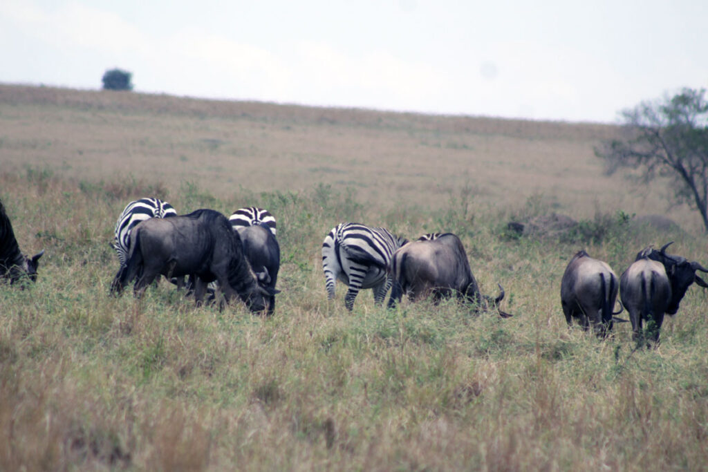 serengeti-wildebeest