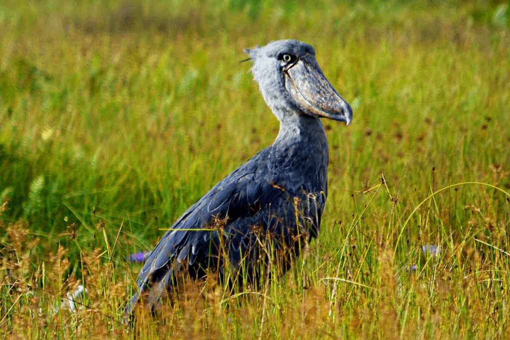 Lake Bunyonyi Bird Watching