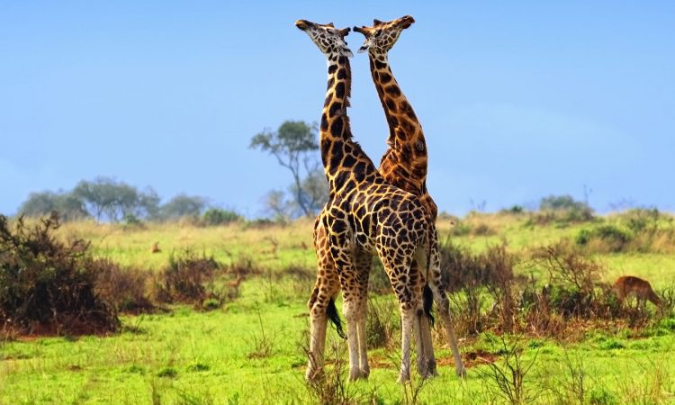 Uganda Classic Safari