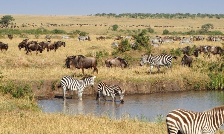 Masai Mara National Reserve