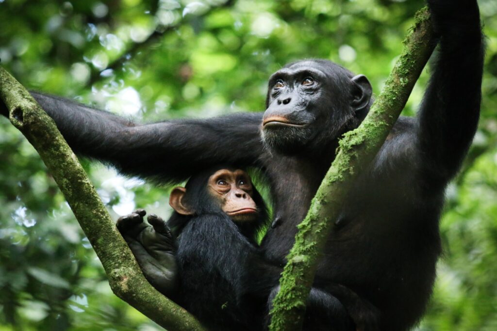 Kampala – Kibale Forest