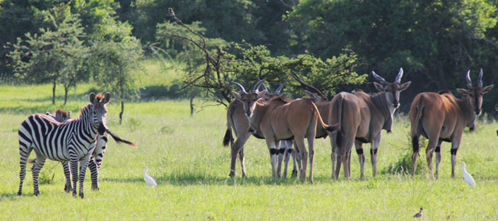 Lake Mburo - Kampala