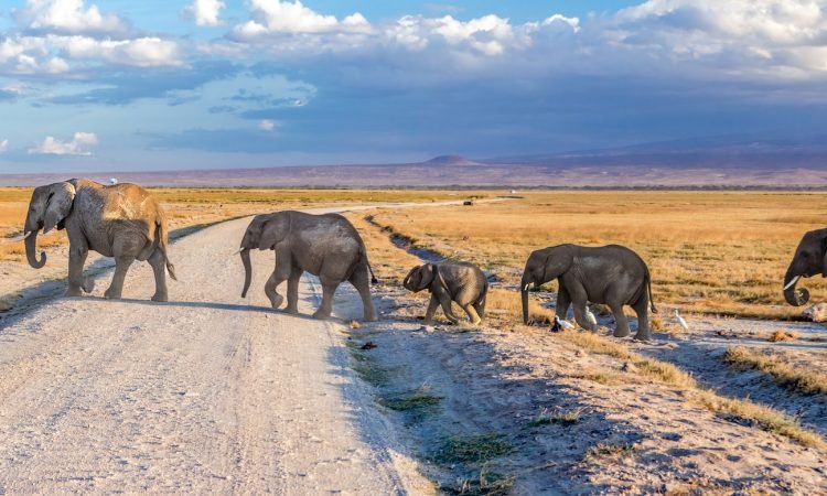 Amboseli - Namanga Border - Arusha town, Tanzania