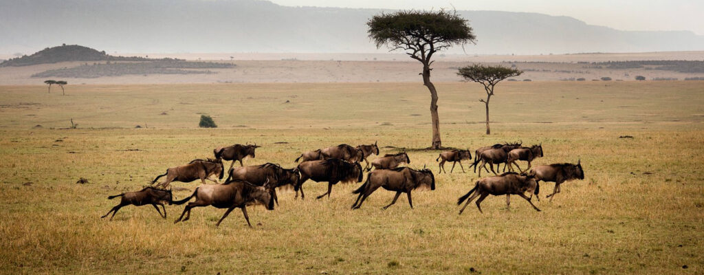 Serengeti – Ngorongoro Crater