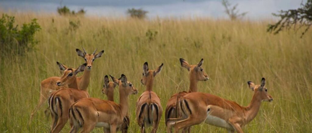 Akagera-National-Park