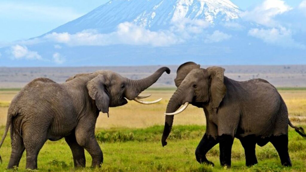 Amboseli National Park