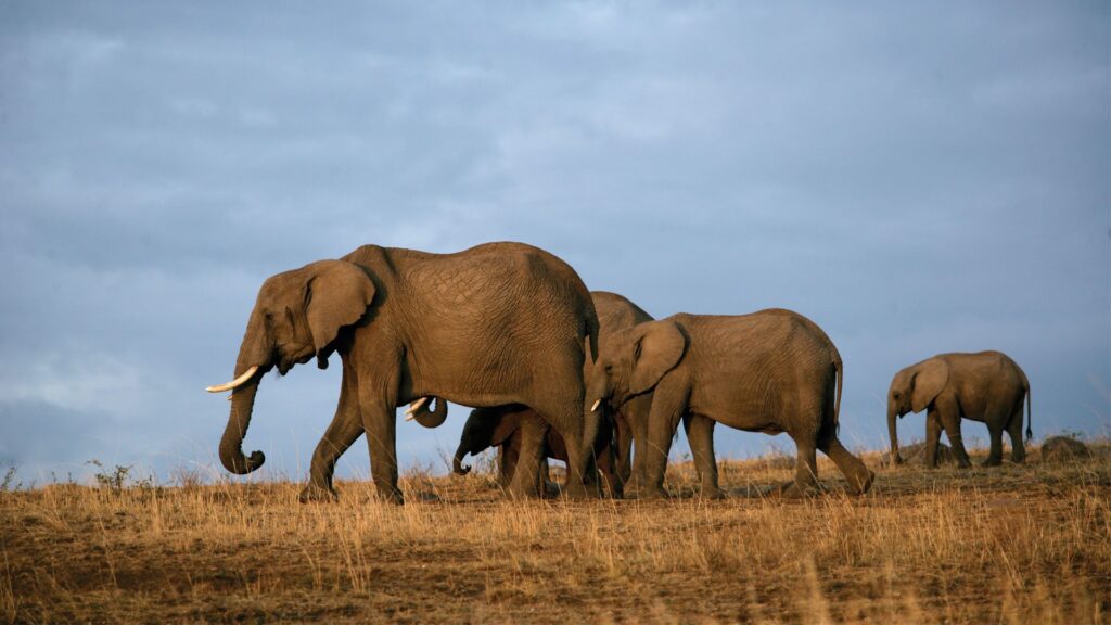 Amboseli National Park – Tsavo East National Park