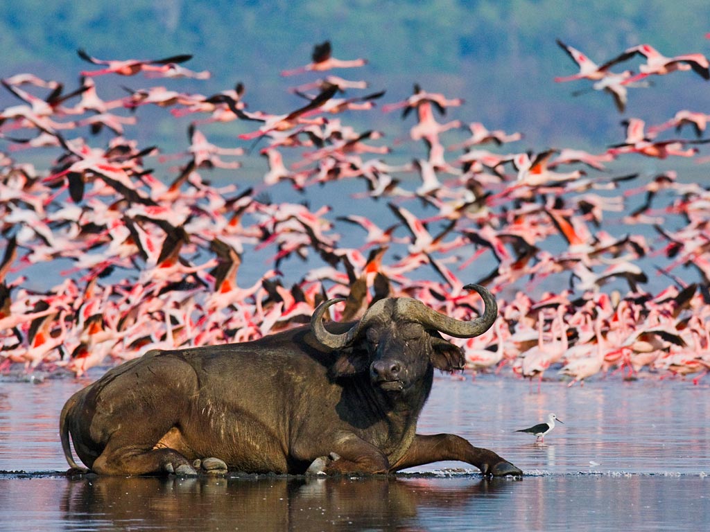 Amboseli – Lake Nakuru
