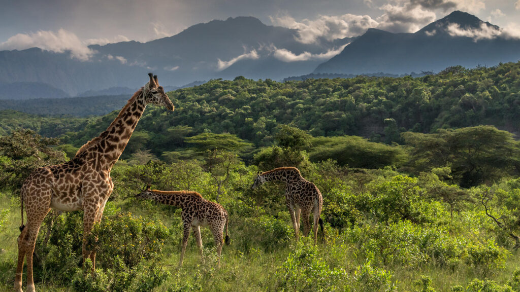 Tanzania Offbeat Safari