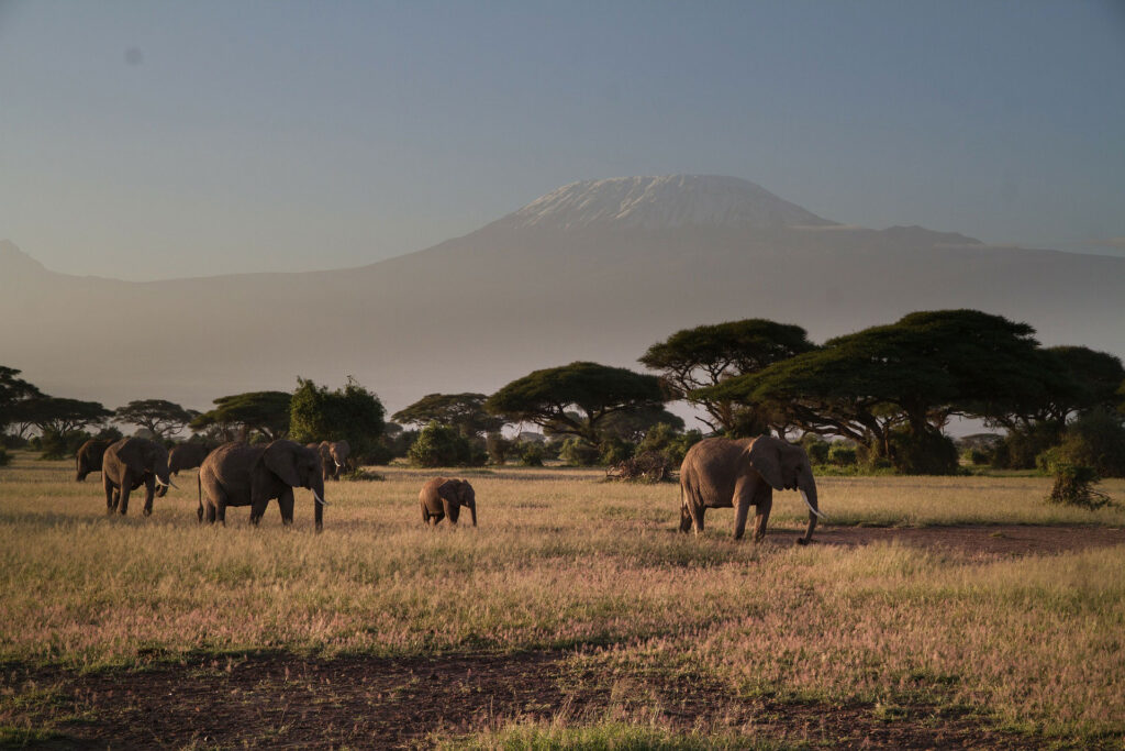 Best of Amboseli Safari Tour