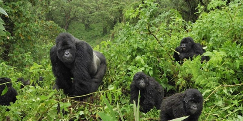  Entebbe - Bwindi Impenetrable