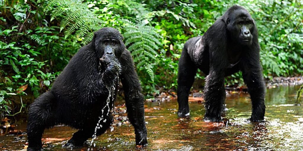 Bwindi Impenetrable Gorilla Trekking