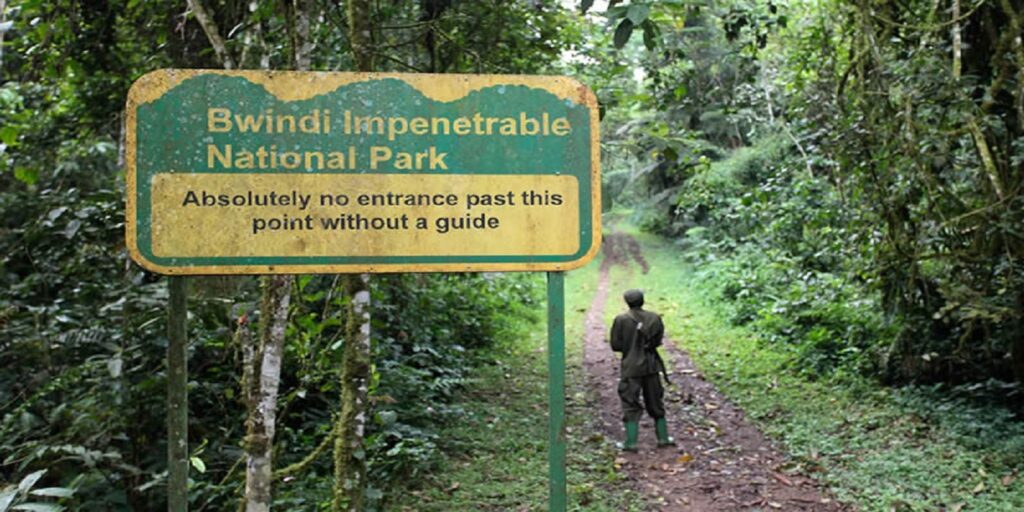 Bwindi-Impenetrable-National-Park