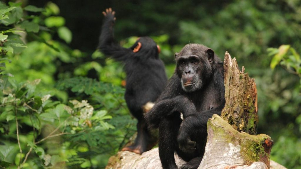 Chimpanzee Tracking in the Kyambura Gorge