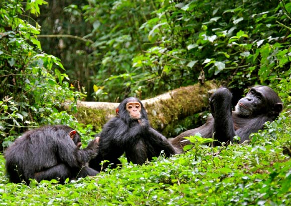 Kibale Forest - Kisoro