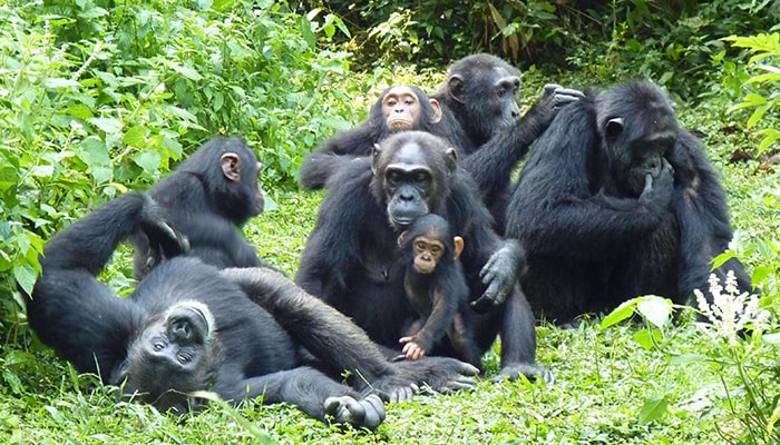 Chimpanzee Trekking – Kampala