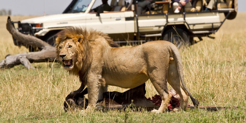 Classic Masai Mara Safari