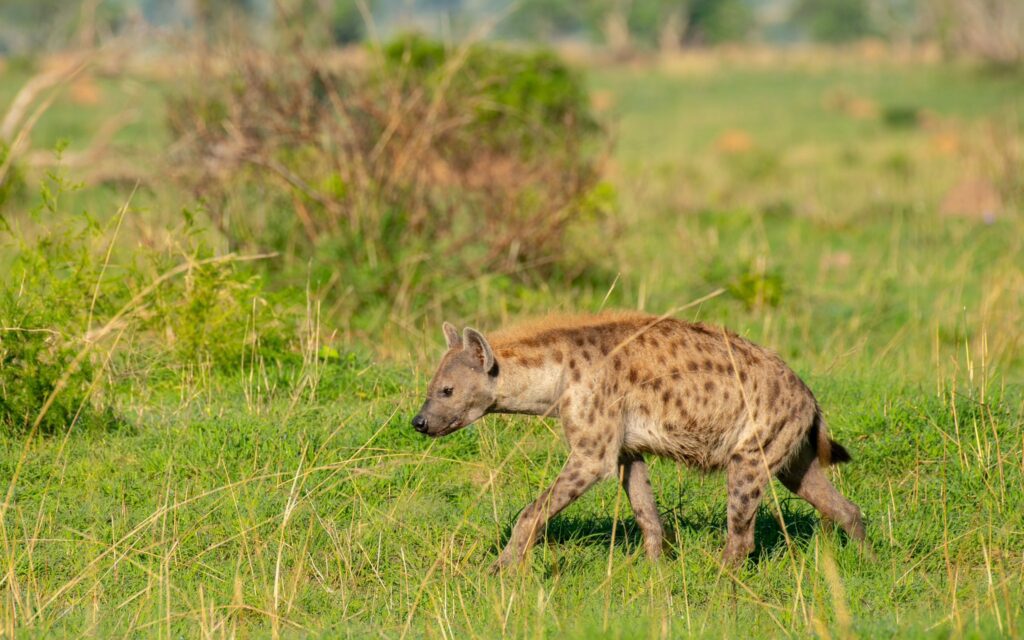 Queen Elizabeth National - Ishasha – Bwindi Impenetrable Park