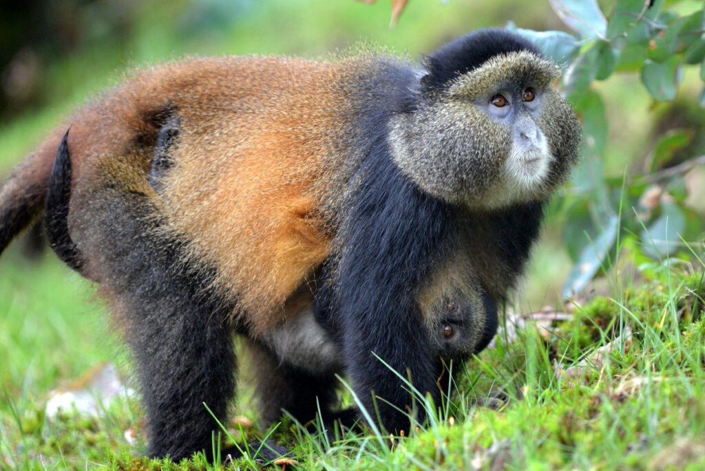 Uganda Primate Safari