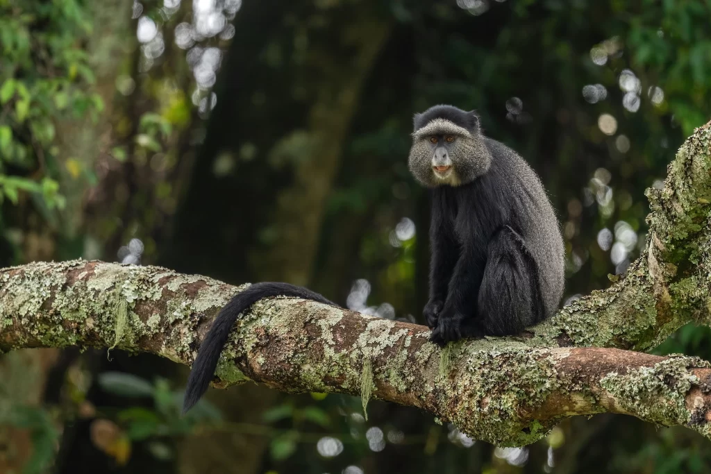 Gombe Stream National Park