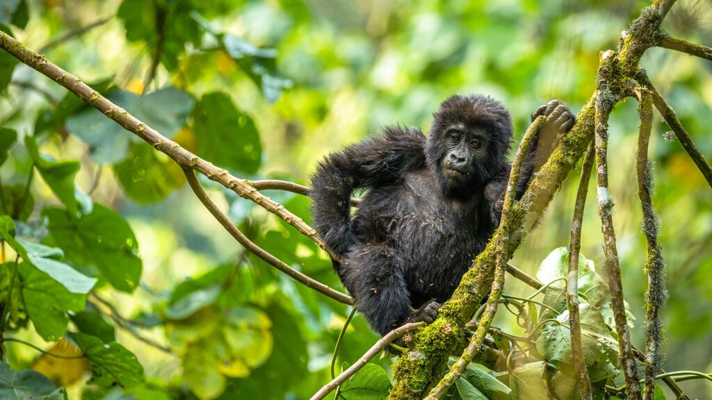 Bwindi Luxury Gorilla Trekking