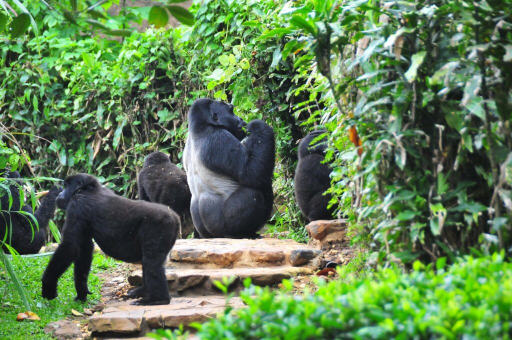 Gorilla Trekking in Bwindi & Community Interaction