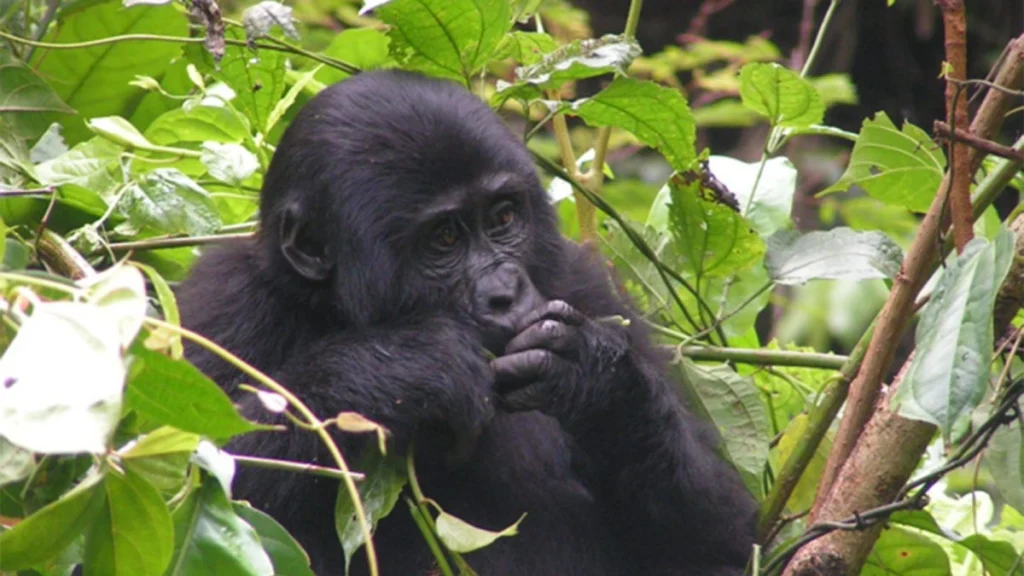 Gorilla Trekking – Lake Kivu