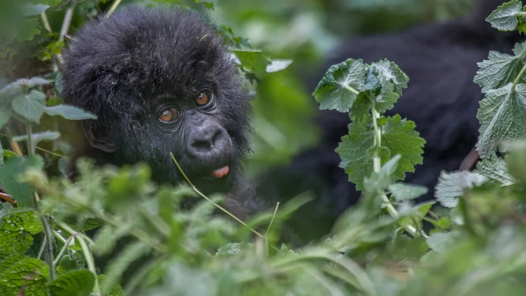 Gorilla Trekking – Lake Kivu 2