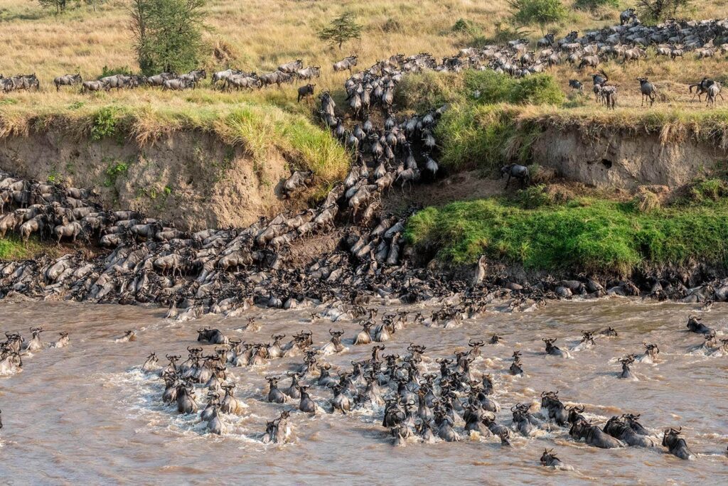 The Great Wildebeest Migration