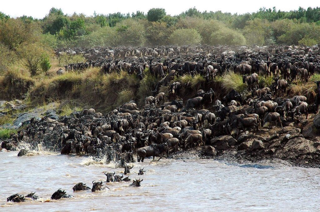 Game drive in Central Serengeti National Park