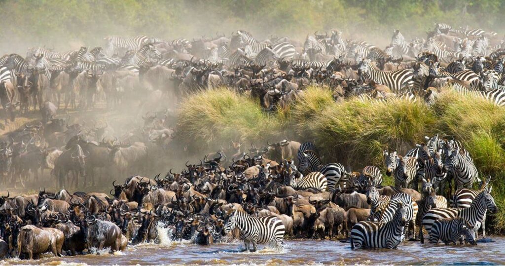 Great Migration Mara River