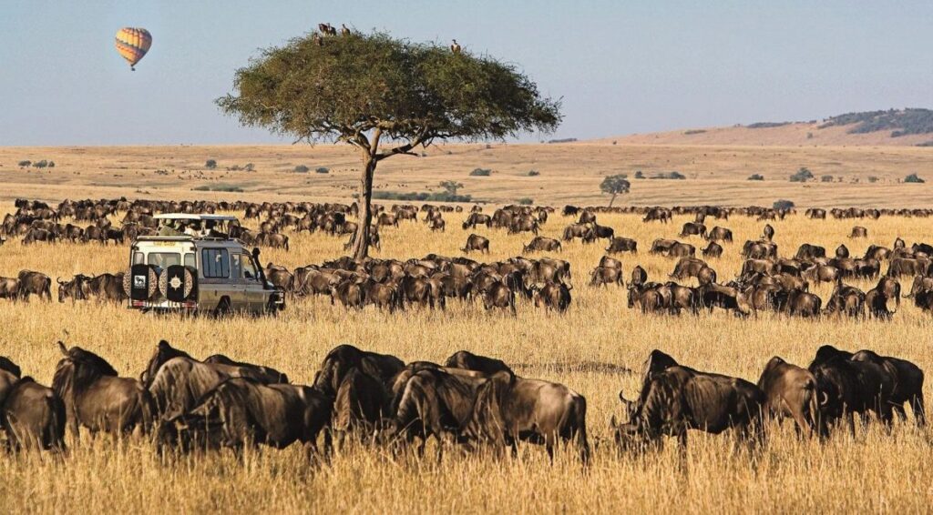 Masai Mara - Nairobi