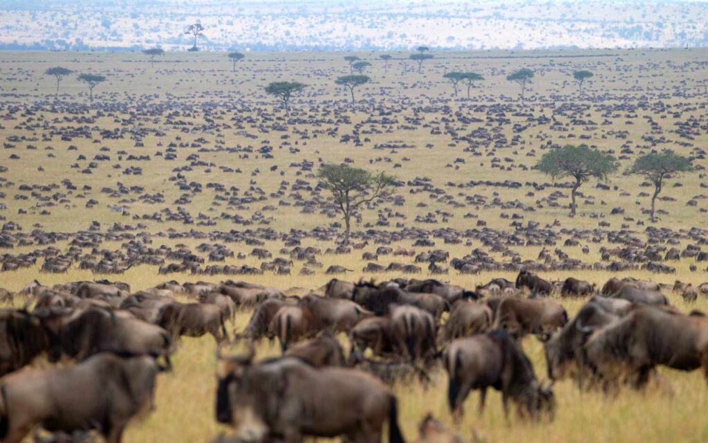 Highlights of Kenya & Great Migration Safari 5