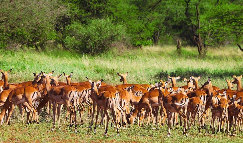 Karatu -Tarangire National Park