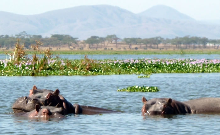 Amboseli - Lake Nakuru National Park