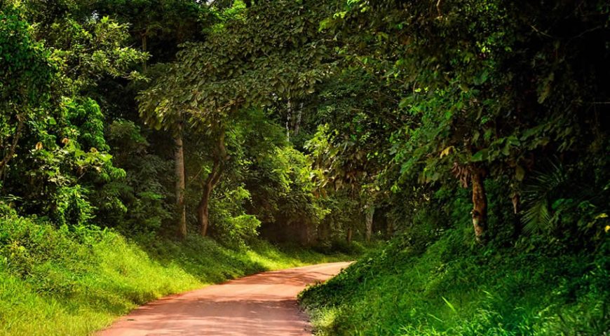 Murchison Fall -Kibale Forest National Park