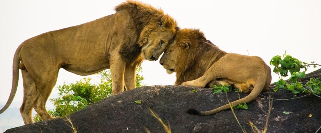 Kidepo Valley National Park