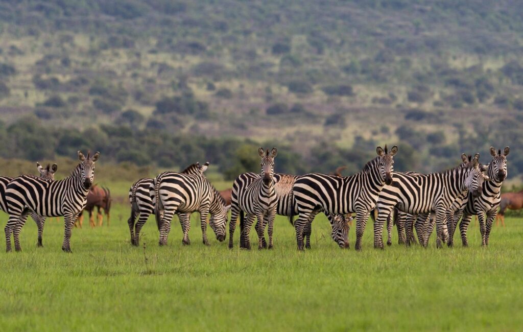 Kigali – Akagera National Park