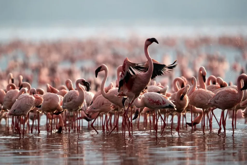 Klein’s – Lake Natron