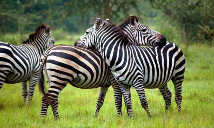 Lake Bunyonyi – Lake Mburo National Park