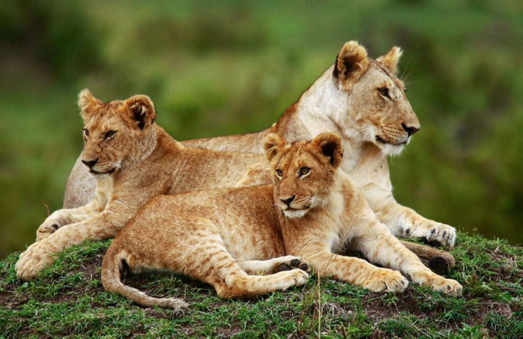 Lake Naivasha - Maasai Mara