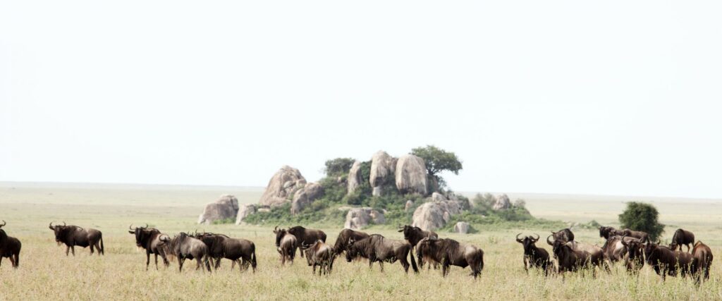 Luxury Serengeti Safari Tours