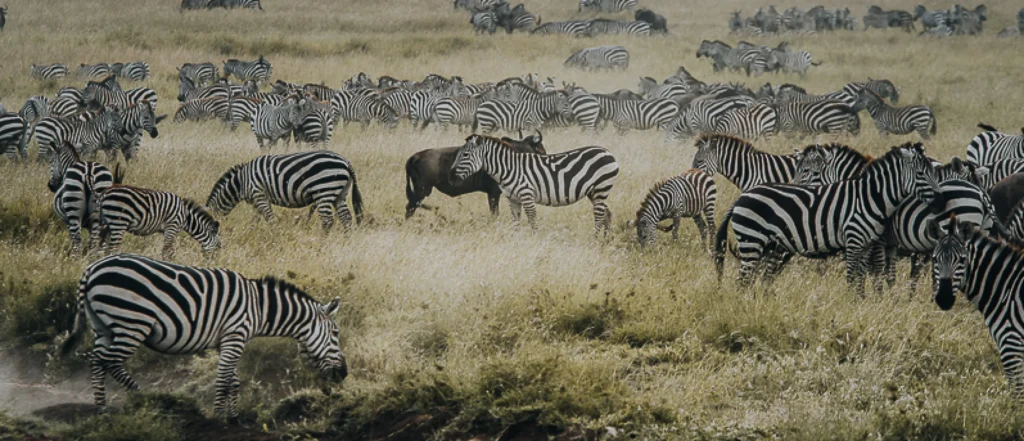 Luxury Serengeti Safari Tours