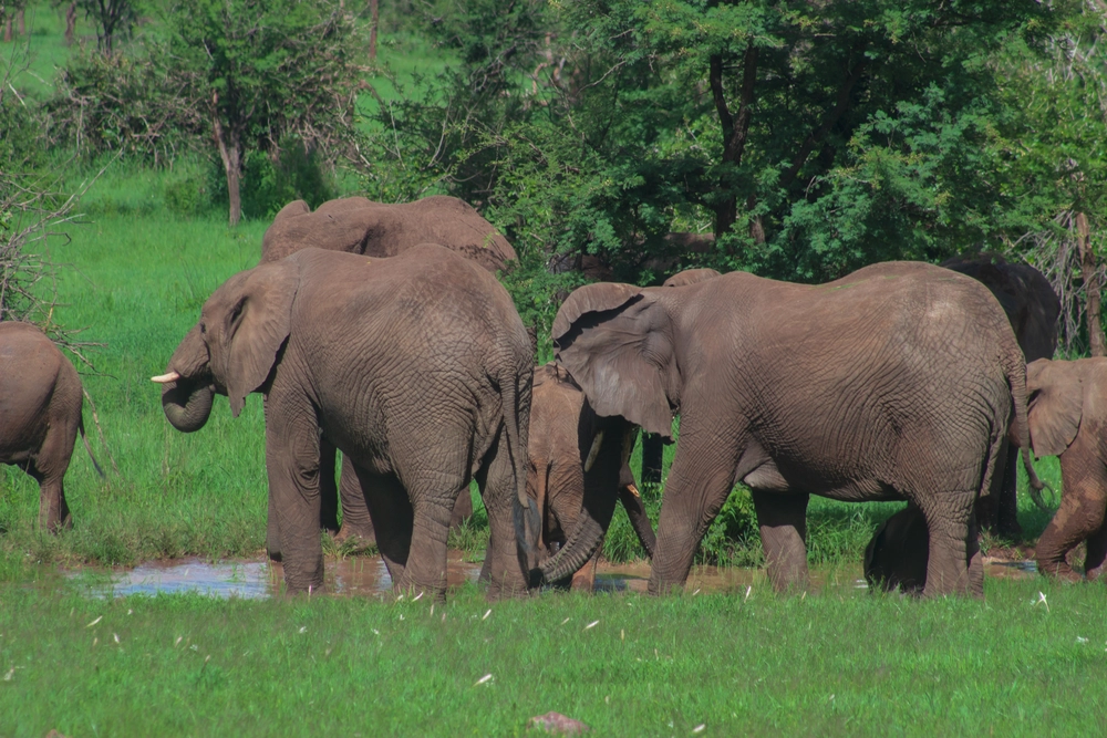 Mikumi Safari Tours